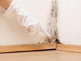 Trusted Stony Prairie, OH Mold Inspection Experts